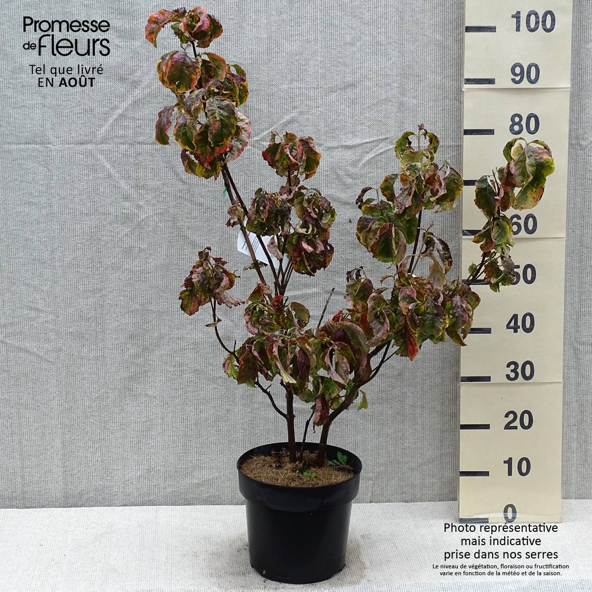 Cornus florida Rainbow - Cornouiller de Floride panaché Pot de 6L/7L - Image 2