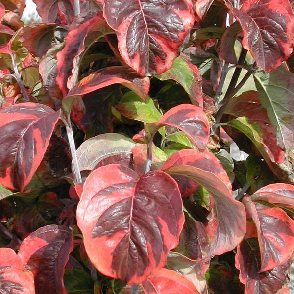 Cornus florida Rainbow - Cornouiller de Floride panaché Pot de 6L/7L - Image 1