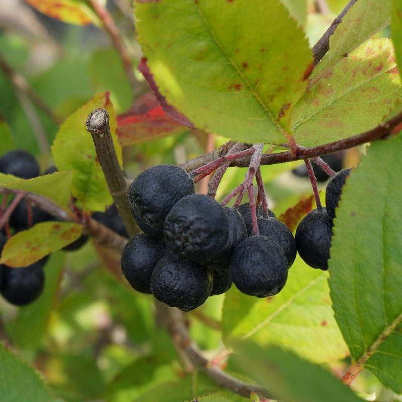 Aronie melanocarpa, Aronia à fruits noir à fleurs Blanche/ - feuillage Caduc - Pot de 4L - 20/40 cm