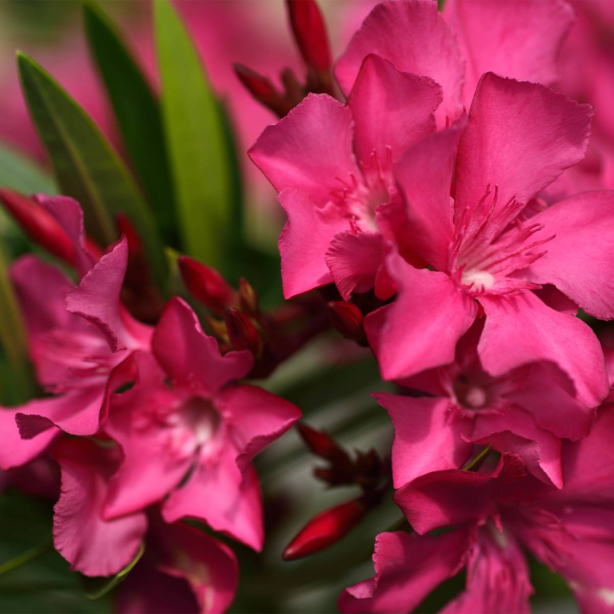 Laurier rose Italia - Nerium oleander Pot de 3L/4L, Buisson, Touffe