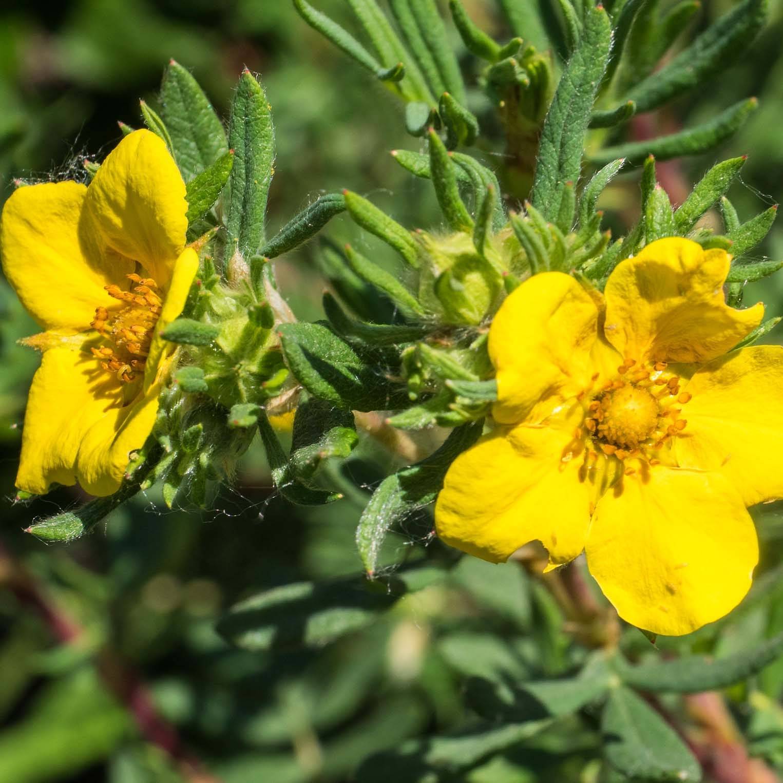 Promesse de Fleurs - Potentille arbustive - Potentilla fruticosa Elisabeth Godet de 8/9 cm