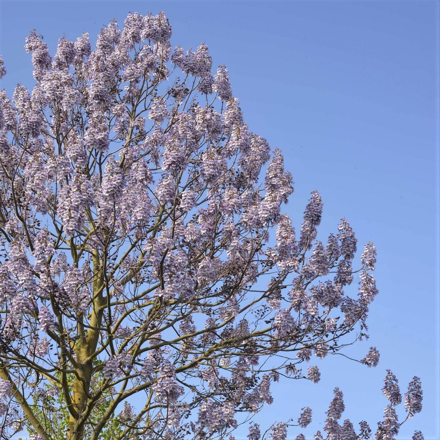 Promesse de Fleurs - Paulownia fortunei Fast Blue Pot de 7,5L/10L - Image 1