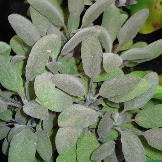 Promesse de Fleurs - Sauge officinale Purpurascens - Sauge pourpre Pot de 1,5L/2L