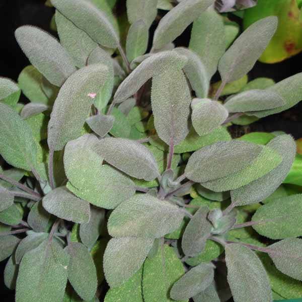 Promesse de Fleurs - Sauge officinale Purpurascens - Sauge pourpre Pot de 1,5L/2L