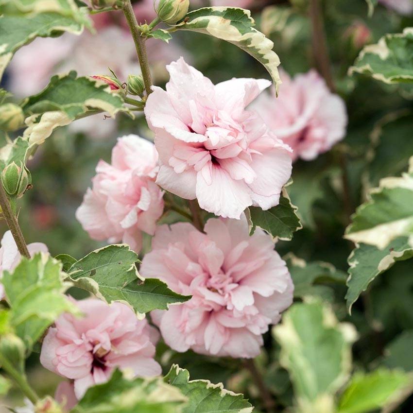 Hibiscus syriacus Sugar Tip - Althéa double rose tendre  Pot de 3L/4L