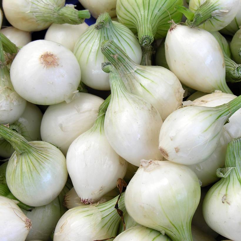 Oignon Blanc extra hâtif de Barletta - Allium cepa le sachet de 600 graines environ (3g)