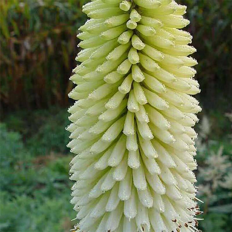 Kniphofia Ice Queen Godet de 8/9 cm