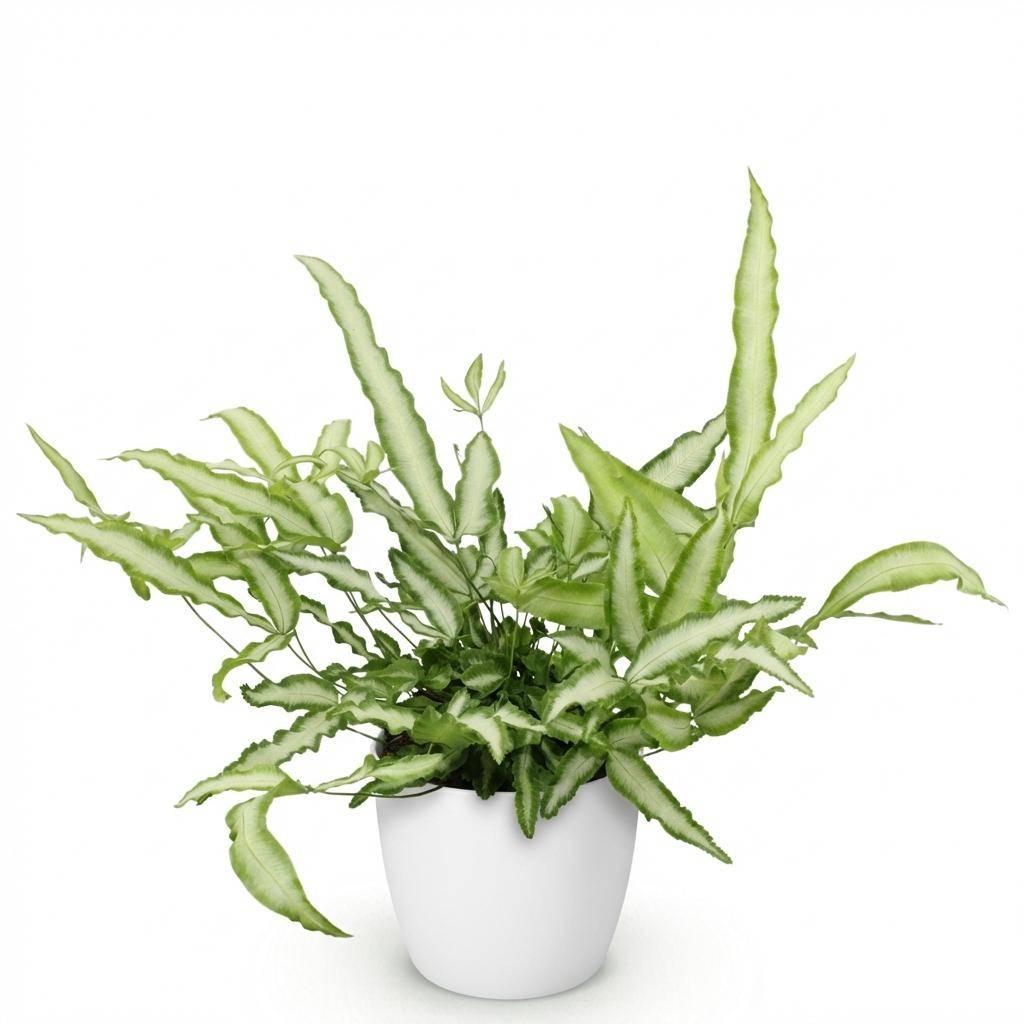 La Green Touch - Pteris cretica Albolineata - Fougère ruban - Avec cache-pot blanc - Pot Ø20 cm, H 30 cm - Image 2