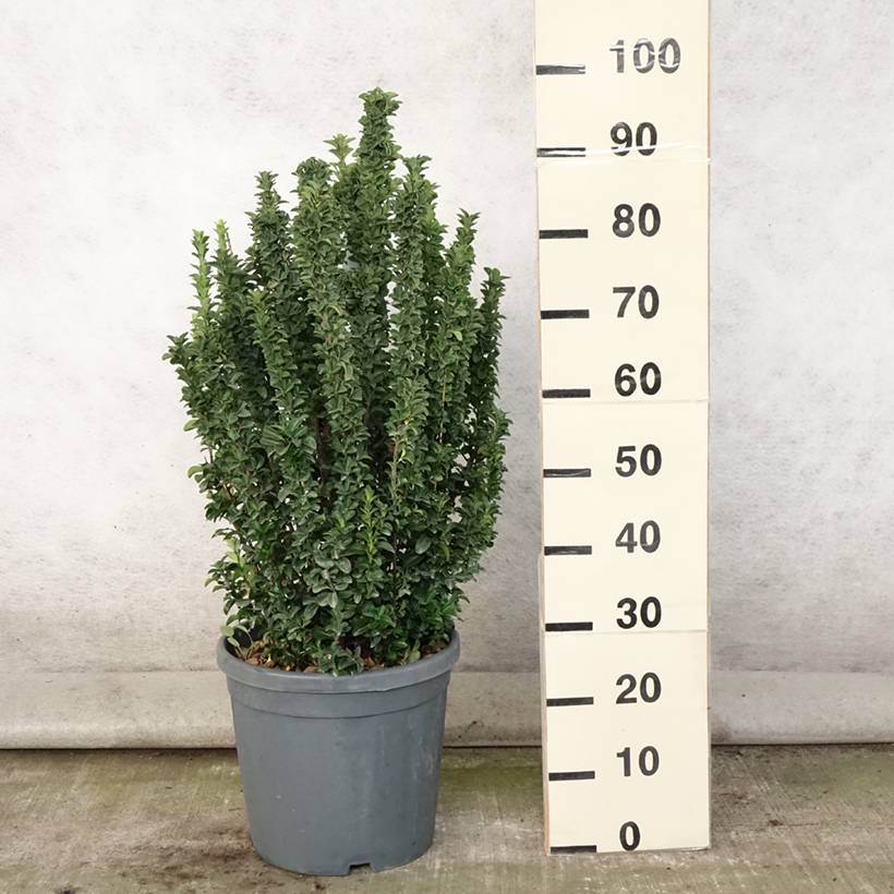 Euonymus japonicus Benkomasaki (Erecta) Pot de 7,5L/10L - Image 2