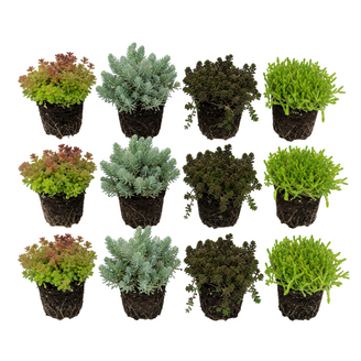 Sedum orpin 12 plantes - mix plantes rocaille bord de bassin - rustique