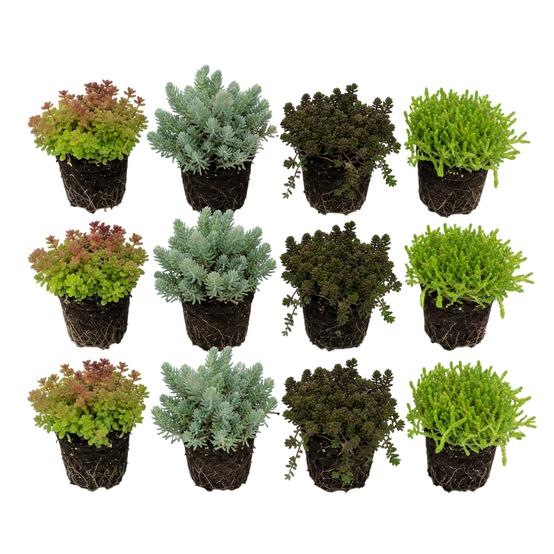 Sedum orpin 12 plantes - mix plantes rocaille bord de bassin - rustique - Image 1