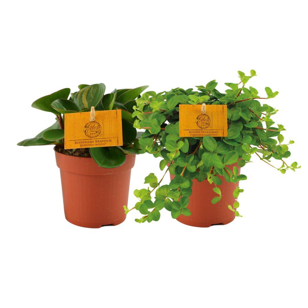 La Green Touch - Box - 2 peperomia 15cm - Plante d'intérieur- La Green Touch