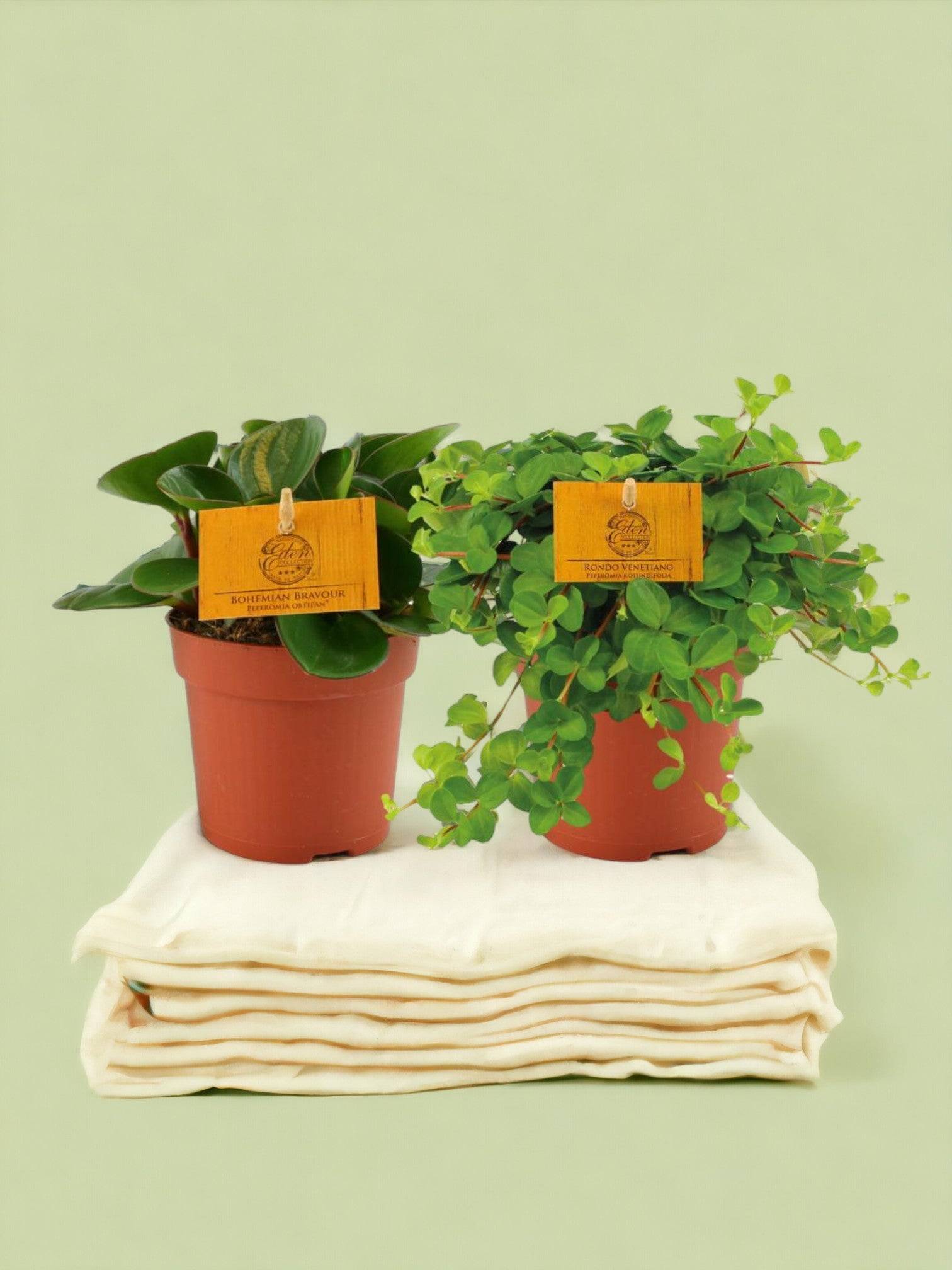 Box - 2 peperomia 15cm - Plante d'intérieur- La Green Touch - Image 2