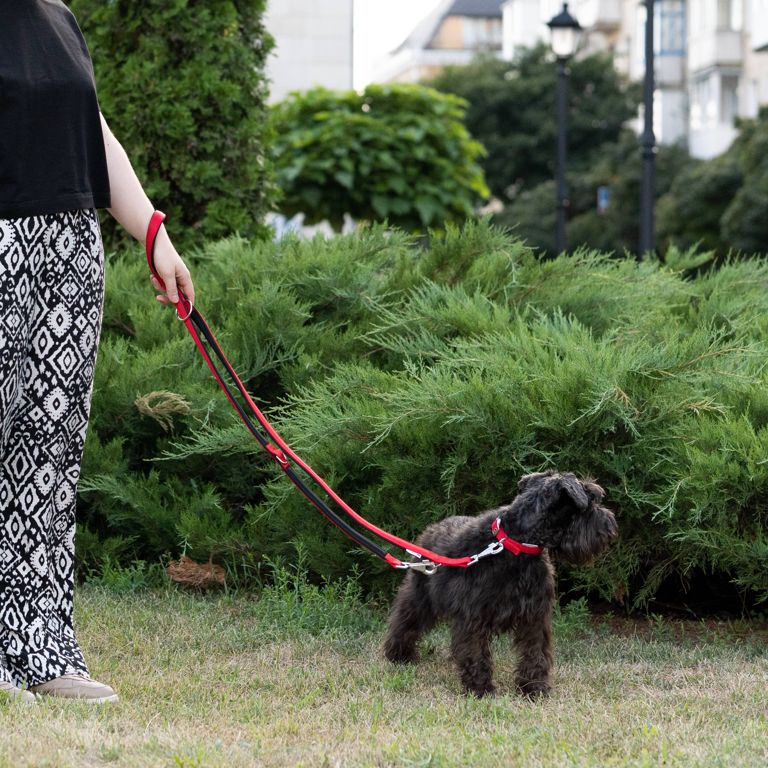 Ferplast - Ferplast laisse pour chien Daytona, laisse pour chien taille petite, 200 cm, laisse de dressage avec poignée rembourrée confortable et mousqueton en - Imagen 6