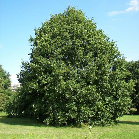 Chêne rouvre - Quercus petraea Pot de 2L/3L