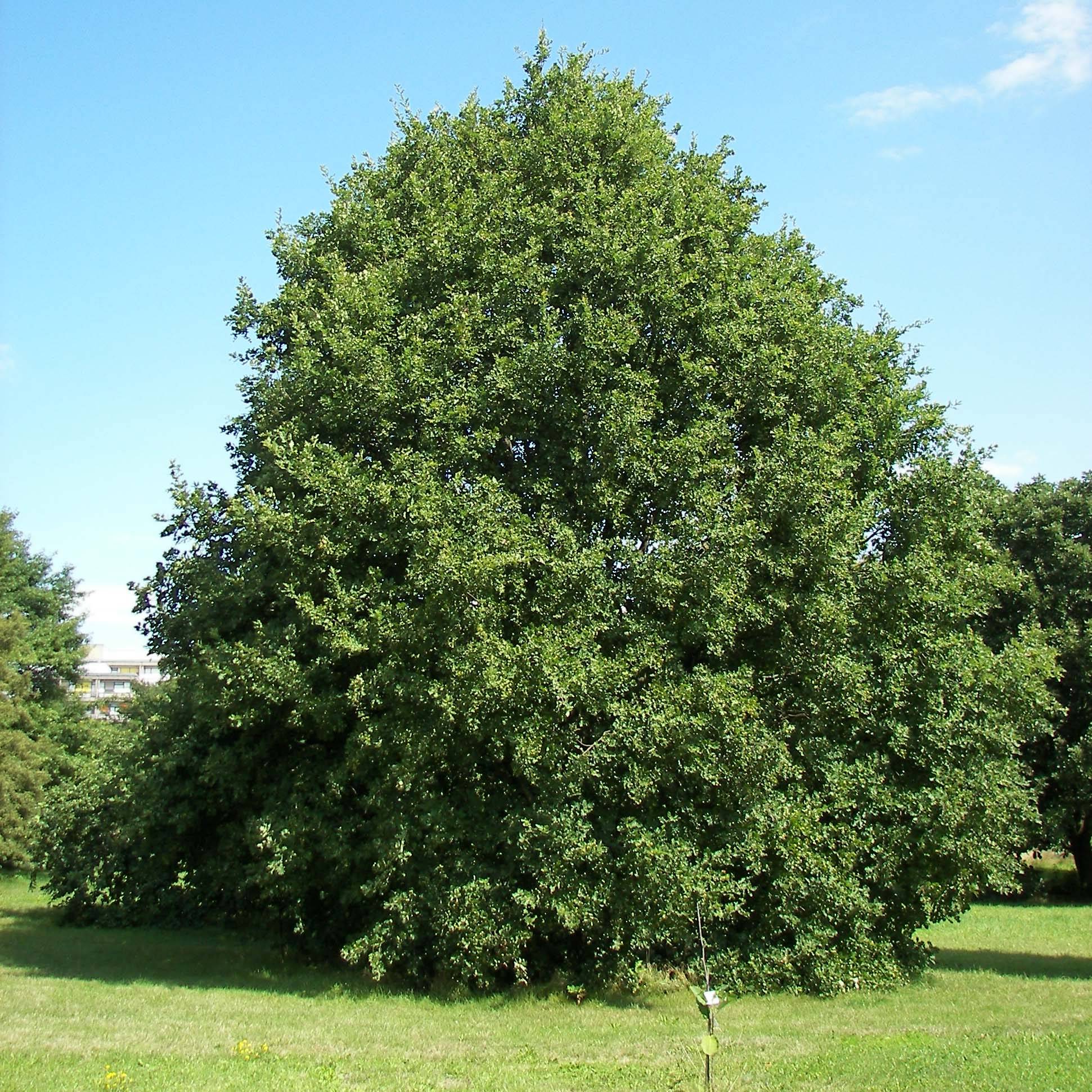 Chêne rouvre - Quercus petraea Pot de 2L/3L