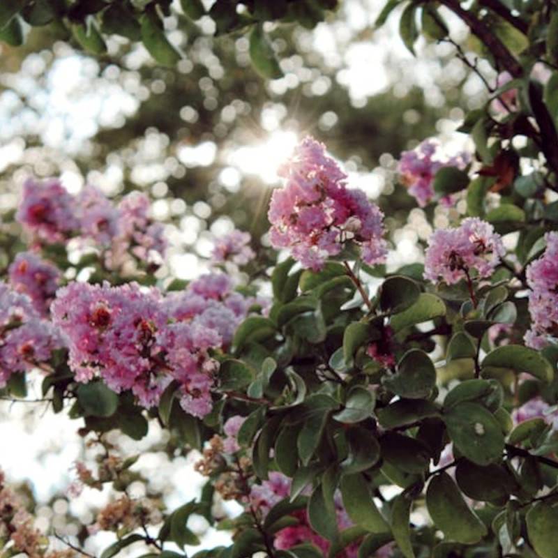 Lilas des Indes Muskogee, Lagerstroemia à fleurs Rose - feuillage Caduc - Pot de 7,5L - 80/100 cm- hauteur à maturité De 2,50 m à 3,00 m - Image 3