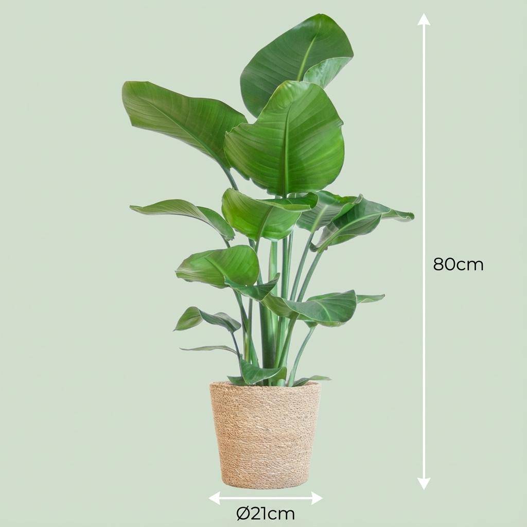 Strelitzia Nicolai - Pot de 21cm - Hauteur 80cm - Panier - Plantes d'intérieur - Image 4
