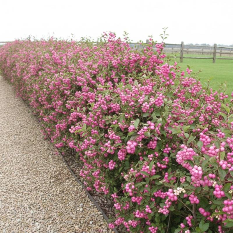 Symphorine Magic Berry, Symphoricarpos à fleurs Blanche - feuillage Caduc - Pot de 3L - 20/40 cm-  hauteur à maturité De 2,50 m à 3,00 m - Image 4