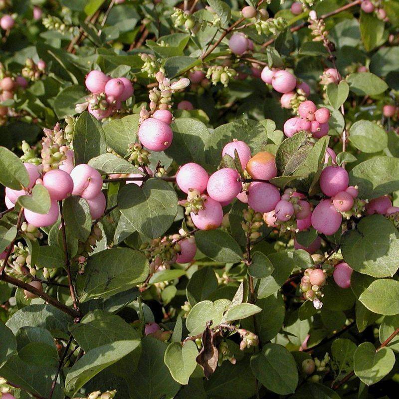 Symphorine Magic Berry, Symphoricarpos à fleurs Blanche - feuillage Caduc - Pot de 3L - 20/40 cm-  hauteur à maturité De 2,50 m à 3,00 m - Image 2