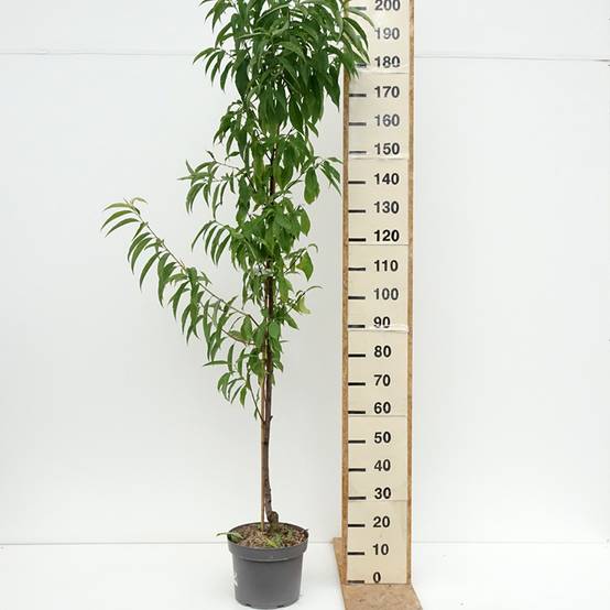 Promesse de Fleurs - Pêcher à fleurs - Prunus persica Taoflora Red Pot de 7,5L/10L, Baliveau - Image 2