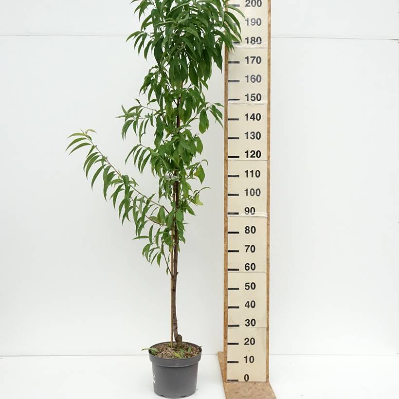 Promesse de Fleurs - Pêcher à fleurs - Prunus persica Taoflora Red Pot de 7,5L/10L, Baliveau - Image 2