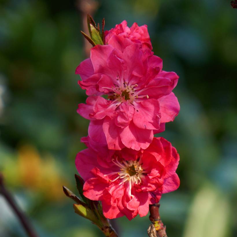 Promesse de Fleurs - Pêcher à fleurs - Prunus persica Taoflora Red Pot de 7,5L/10L, Baliveau - Image 1