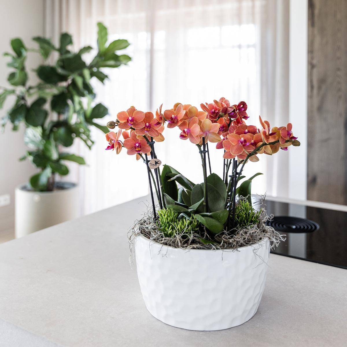 La Green Touch - Bouquet Jungle Orange avec Orchidées et Rhipsalis en Bol Auto-arrosant 35cm - Plante d'intérieur- La Green Touch - Imagen 7