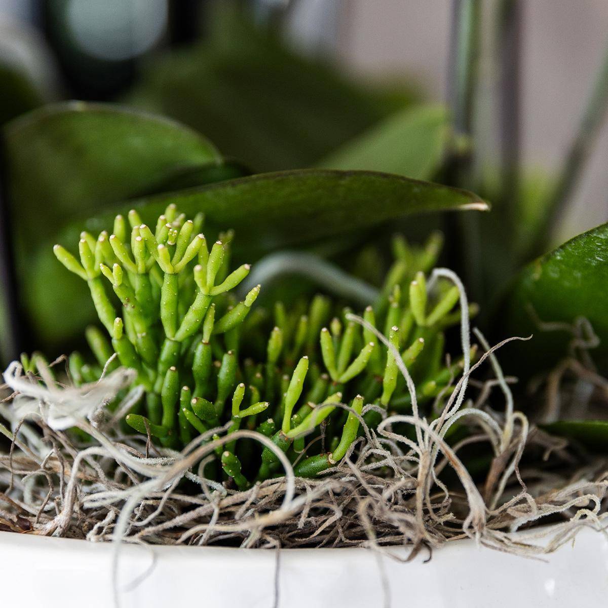 La Green Touch - Bouquet Jungle Orange avec Orchidées et Rhipsalis en Bol Auto-arrosant 35cm - Plante d'intérieur- La Green Touch - Imagen 5