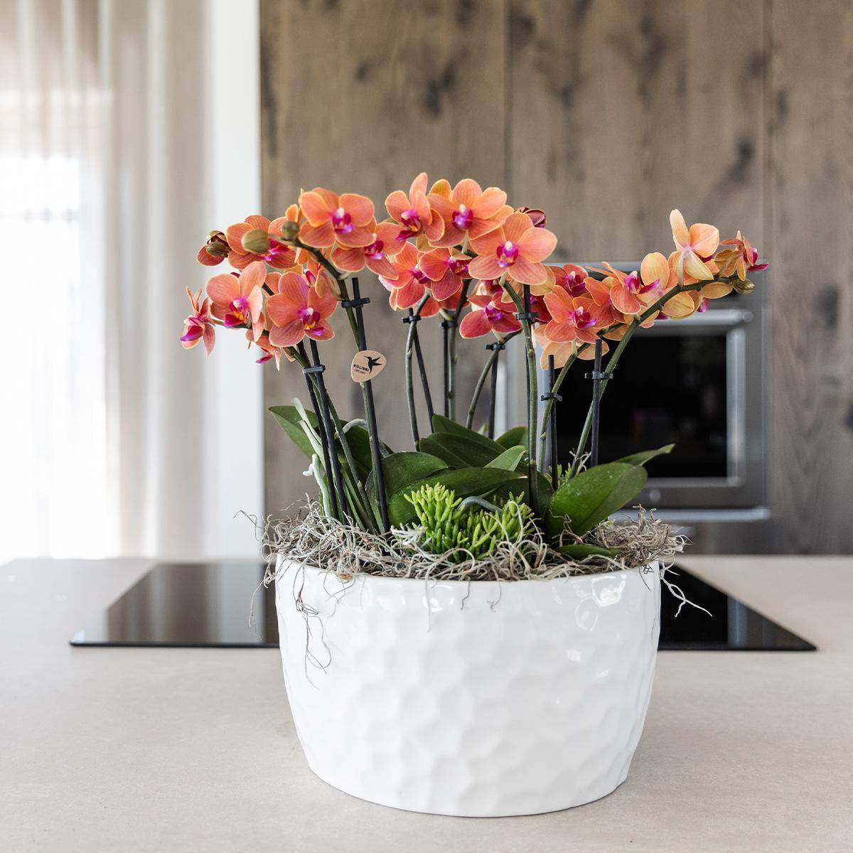 La Green Touch - Bouquet Jungle Orange avec Orchidées et Rhipsalis en Bol Auto-arrosant 35cm - Plante d'intérieur- La Green Touch - Imagen 8