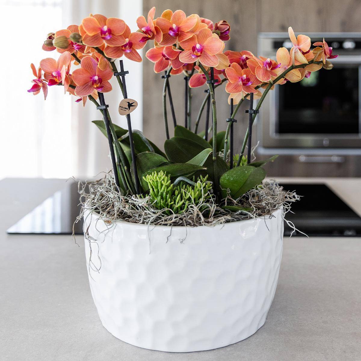 La Green Touch - Bouquet Jungle Orange avec Orchidées et Rhipsalis en Bol Auto-arrosant 35cm - Plante d'intérieur- La Green Touch - Imagen 9