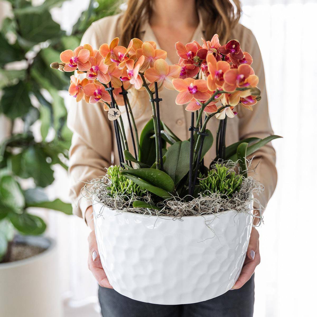 La Green Touch - Bouquet Jungle Orange avec Orchidées et Rhipsalis en Bol Auto-arrosant 35cm - Plante d'intérieur- La Green Touch - Imagen 3