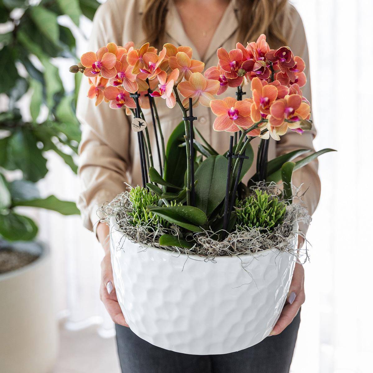 La Green Touch - Bouquet Jungle Orange avec Orchidées et Rhipsalis en Bol Auto-arrosant 35cm - Plante d'intérieur- La Green Touch - Imagen 4