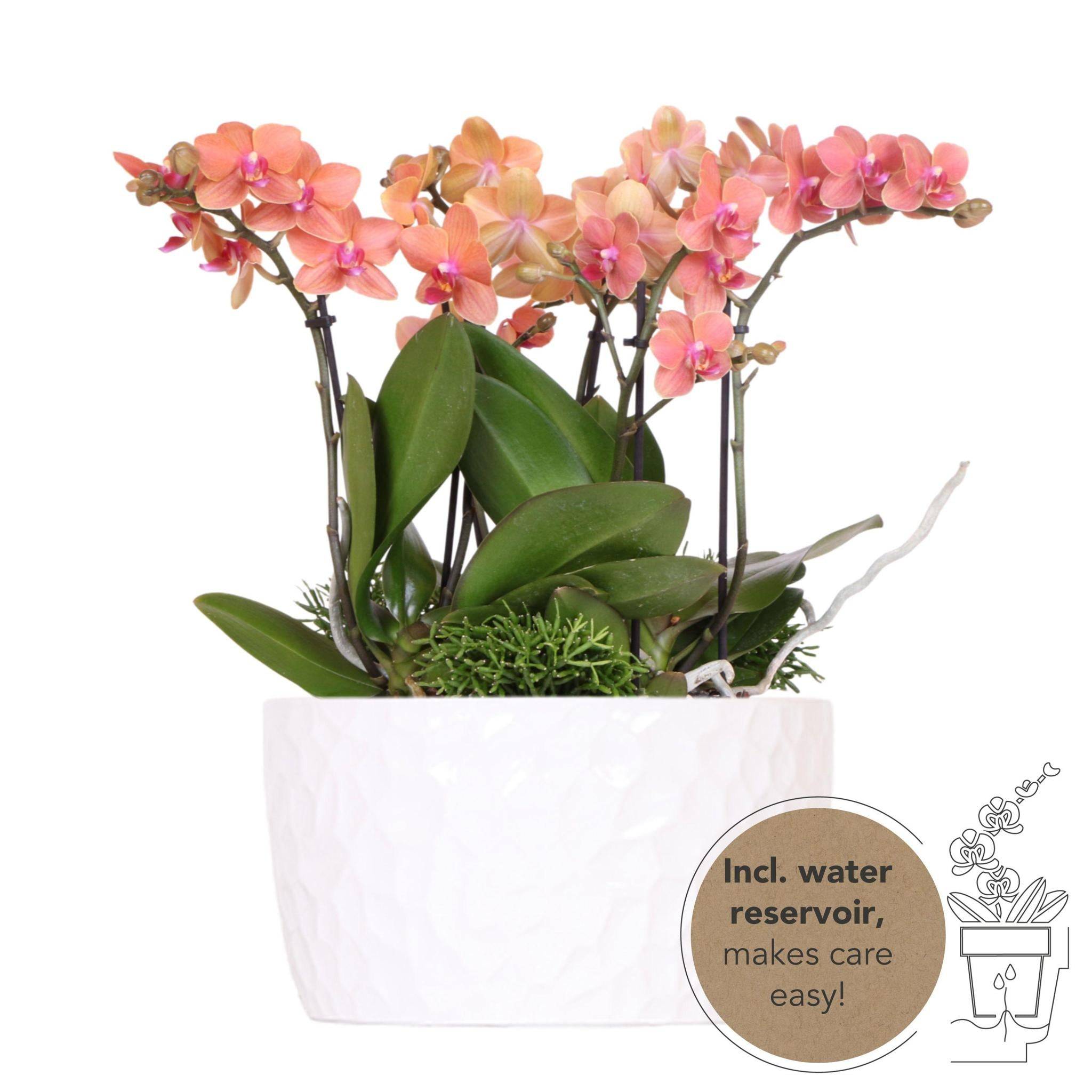 La Green Touch - Bouquet Jungle Orange avec Orchidées et Rhipsalis en Bol Auto-arrosant 35cm - Plante d'intérieur- La Green Touch - Imagen 1