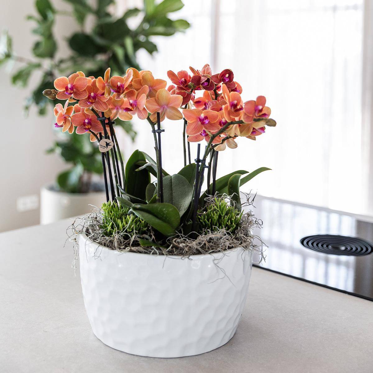 La Green Touch - Bouquet Jungle Orange avec Orchidées et Rhipsalis en Bol Auto-arrosant 35cm - Plante d'intérieur- La Green Touch - Imagen 6