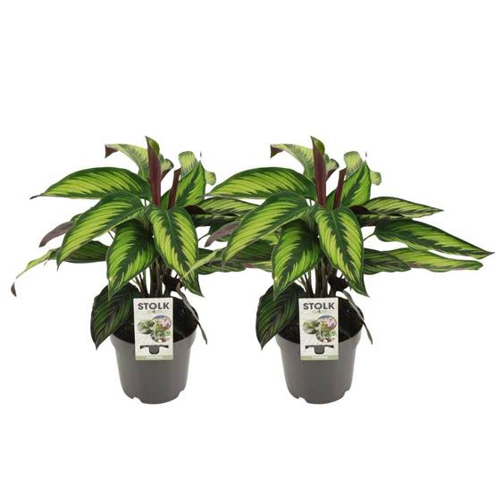 La Green Touch - Calathea Majestica Princeps - H45cm