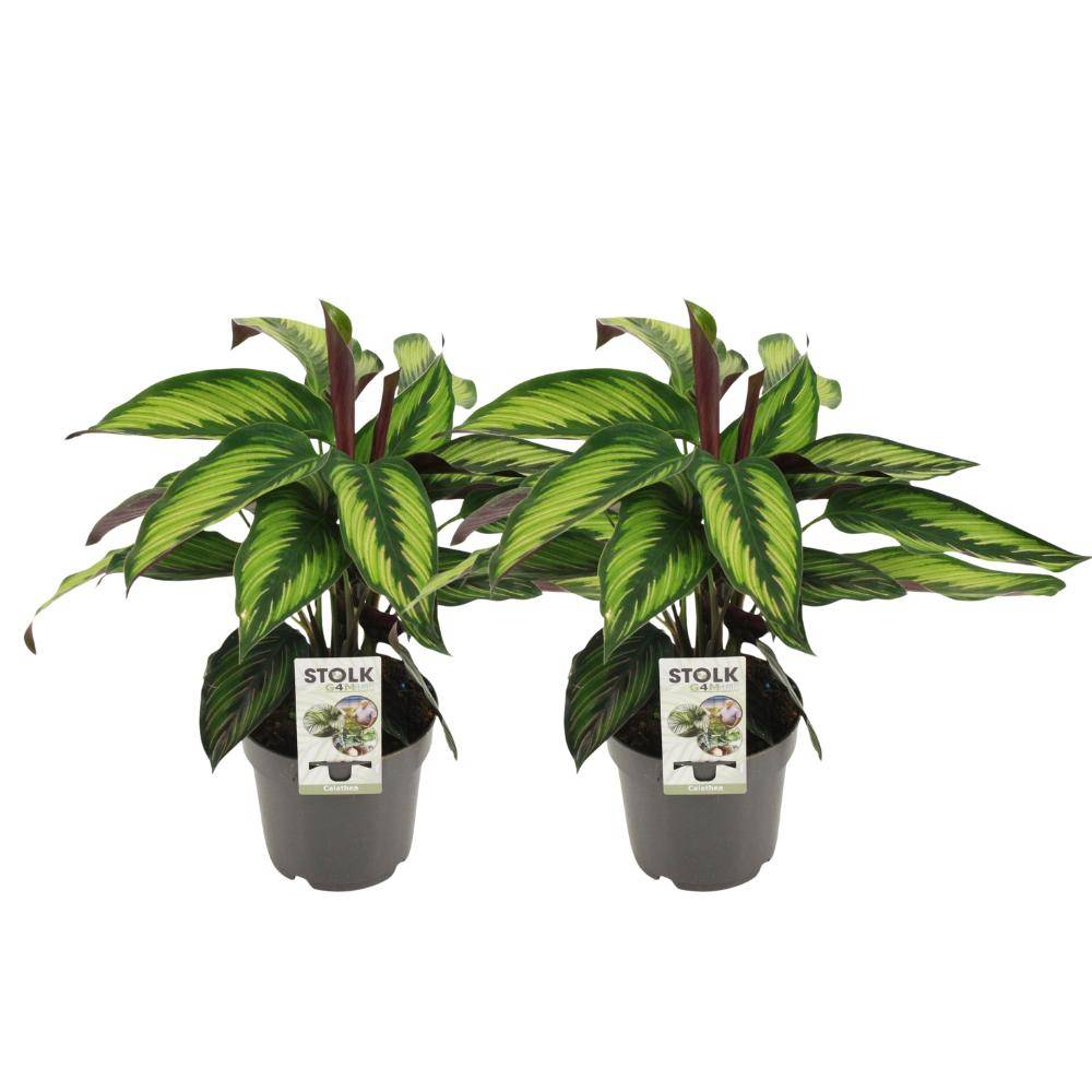 La Green Touch - Calathea Majestica Princeps - H45cm
