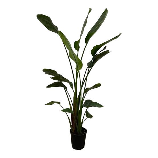 La Green Touch - Strelitzia Nicolai - D24 H170cm - Image 2