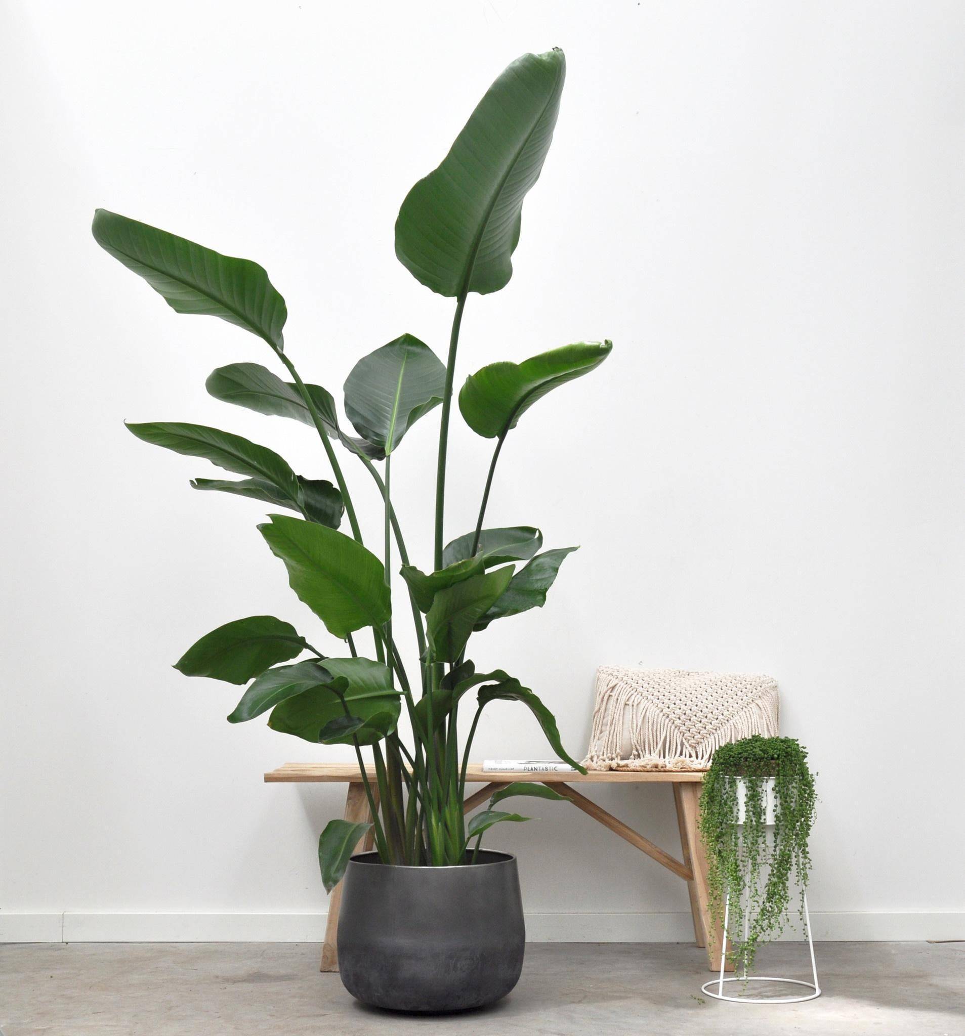 La Green Touch - Strelitzia Nicolai - D24 H170cm - Image 4