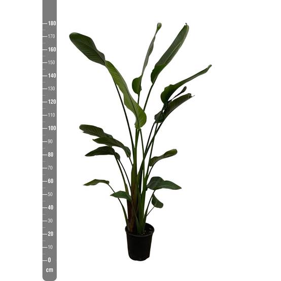 La Green Touch - Strelitzia Nicolai - D24 H170cm - Image 3
