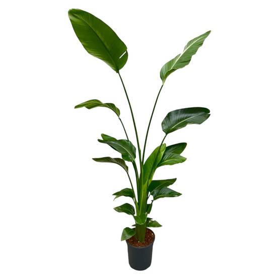 La Green Touch - Strelitzia Nicolai - D24 H170cm - Image 1