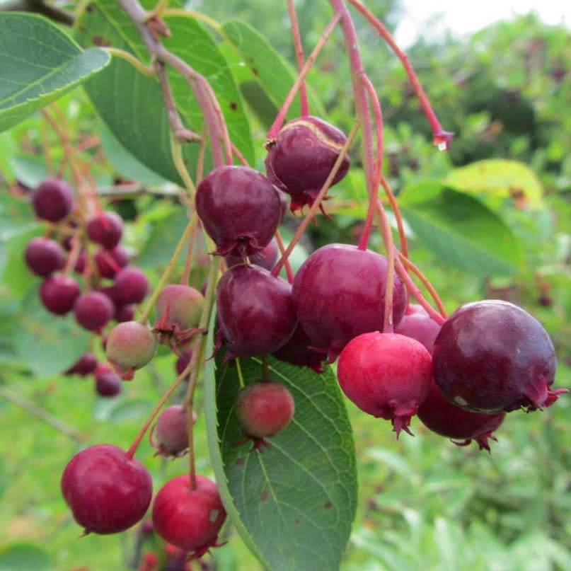 Amelanchier Ballerina Pot de 3L/4L