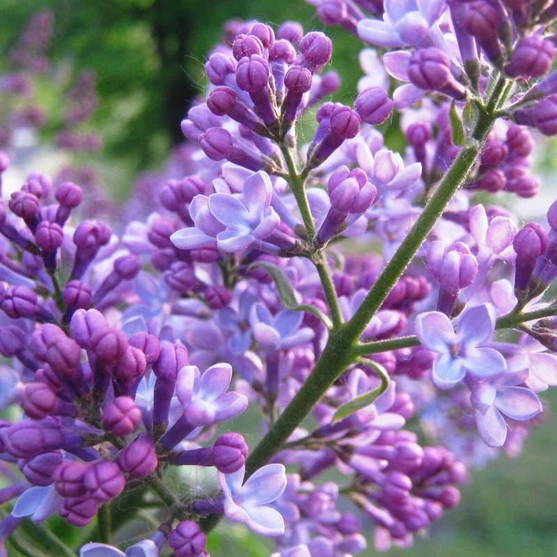 Lilas commun Michel Buchner, Syringa à fleurs Violette - feuillage Caduc - Pot de 7,5L - 60/80 cm-  hauteur à maturité De 2,50 m à 3,00 m - Imagen 1