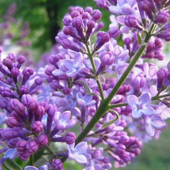 Lilas commun Michel Buchner, Syringa à fleurs Violette/ - feuillage Caduc - Pot de 7,5L - 60/80 cm - Image 2