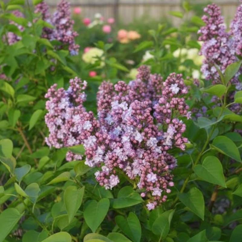 Lilas commun Michel Buchner, Syringa à fleurs Violette - feuillage Caduc - Pot de 7,5L - 60/80 cm-  hauteur à maturité De 2,50 m à 3,00 m - Imagen 6