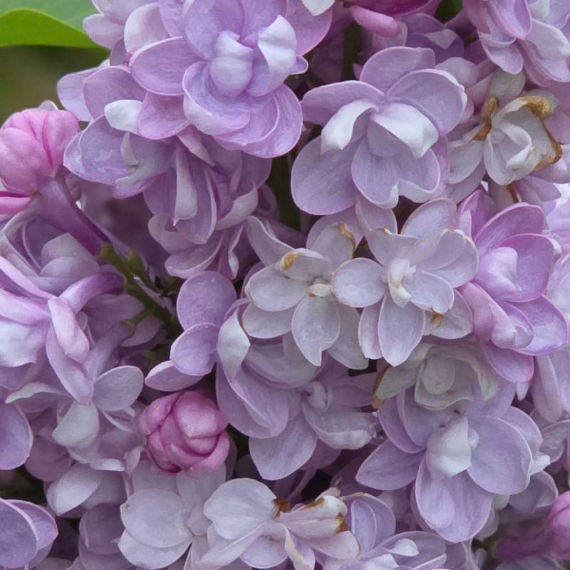 Lilas commun Michel Buchner, Syringa à fleurs Violette - feuillage Caduc - Pot de 7,5L - 60/80 cm-  hauteur à maturité De 2,50 m à 3,00 m - Imagen 8