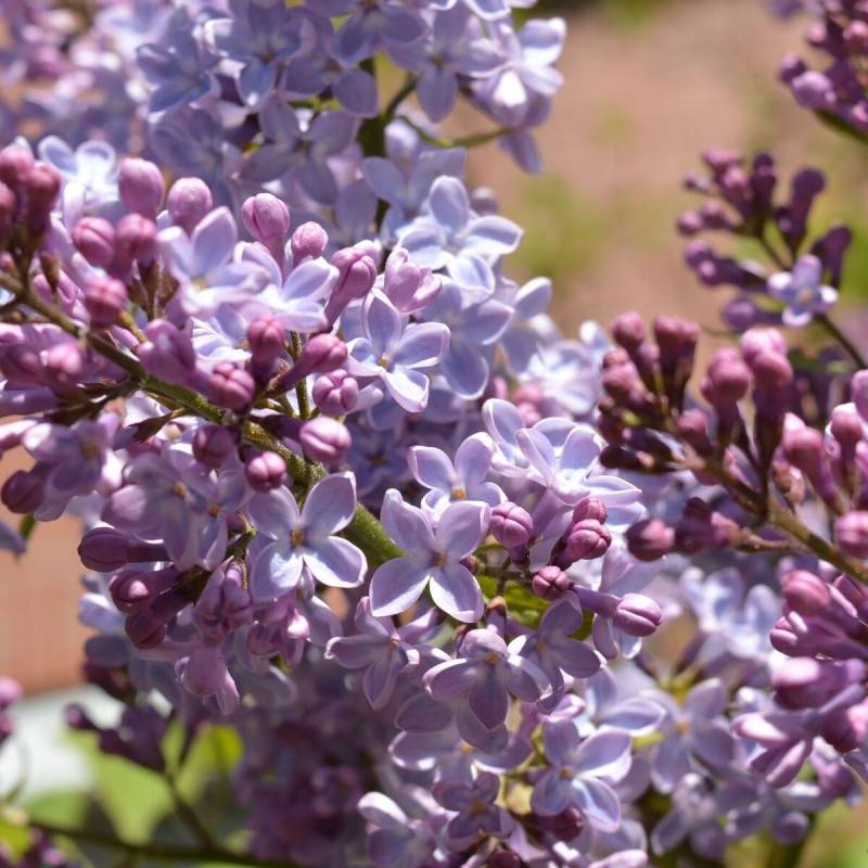 Lilas commun Michel Buchner, Syringa à fleurs Violette - feuillage Caduc - Pot de 7,5L - 60/80 cm-  hauteur à maturité De 2,50 m à 3,00 m - Imagen 7