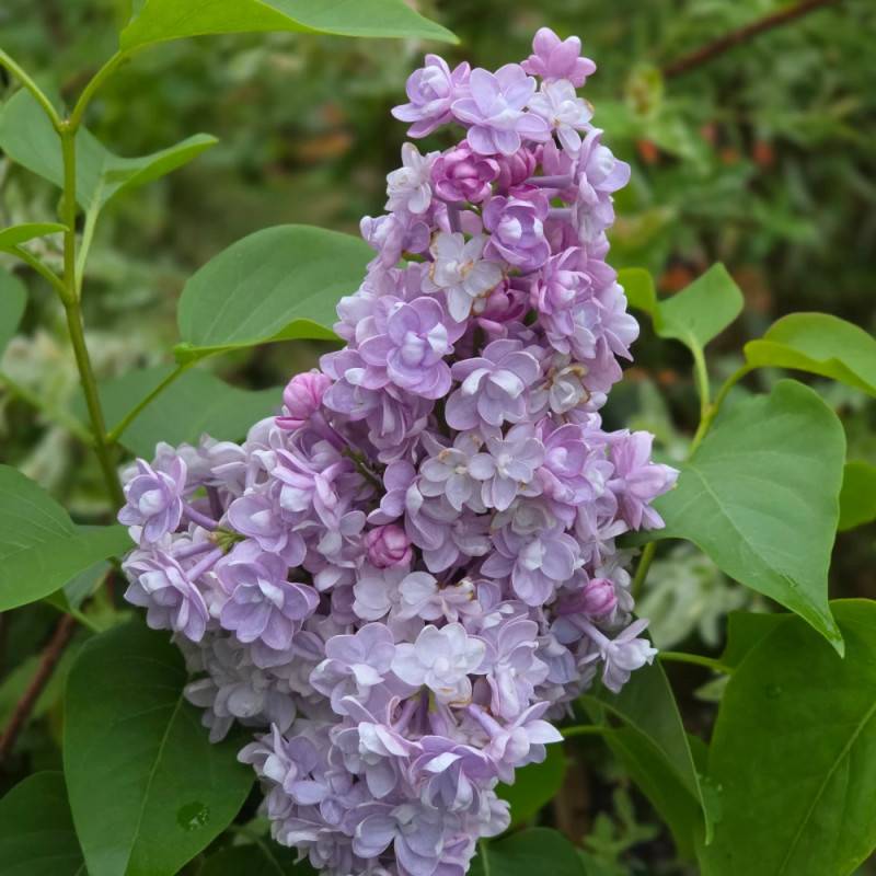 Lilas commun Michel Buchner, Syringa à fleurs Violette - feuillage Caduc - Pot de 7,5L - 60/80 cm-  hauteur à maturité De 2,50 m à 3,00 m - Imagen 9