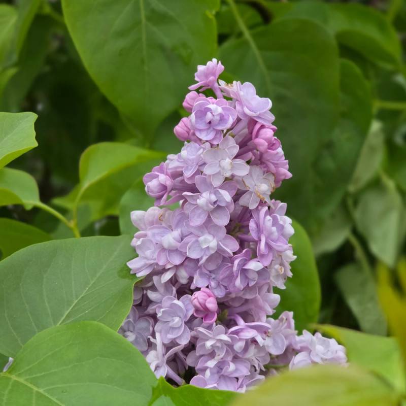 Lilas commun Michel Buchner, Syringa à fleurs Violette - feuillage Caduc - Pot de 7,5L - 60/80 cm-  hauteur à maturité De 2,50 m à 3,00 m - Imagen 10
