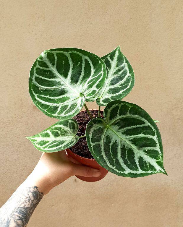 Anthurium Silver Blush Medium D. 14cm H. 0cm - Plante d'intérieur - IndoorPoppies - Image 3